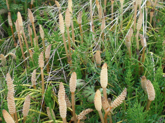 ��̉j���X �Ƃ��� ����~��~