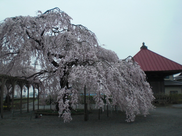 ��̉j���X �Ƃ��� ����~��~