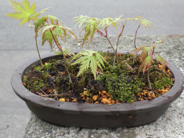 ��̉j���X �Ƃ��� ����~��~