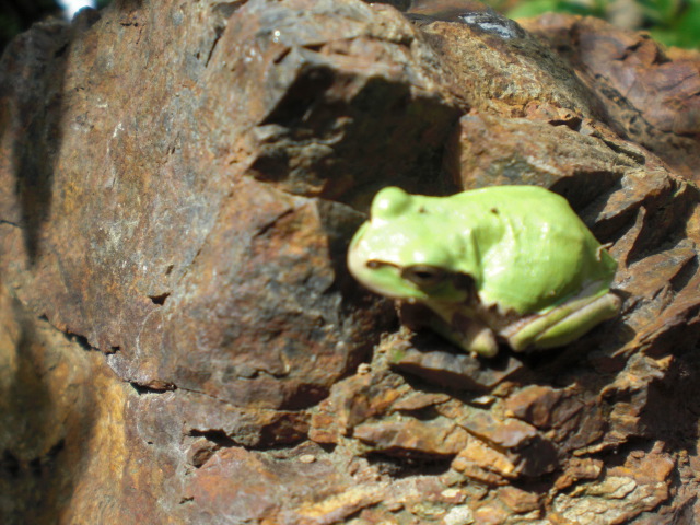 ��̉j���X �Ƃ��� ����~��~