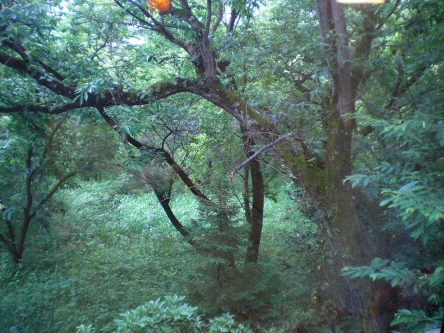 ��̉j���X �Ƃ��� ����~��~