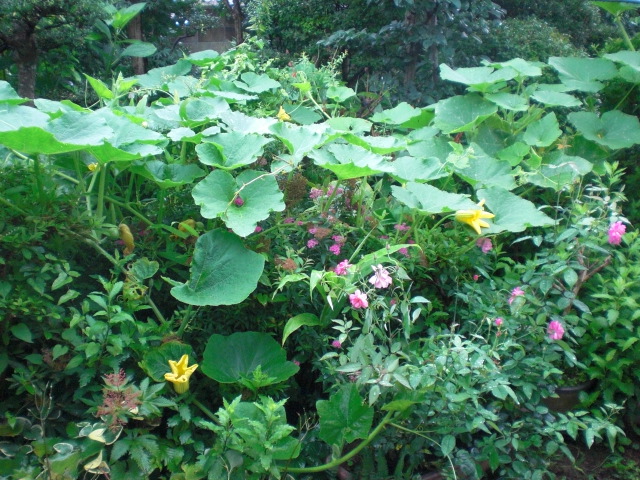 ��̉j���X �Ƃ��� ����~��~