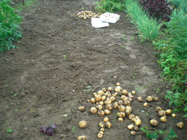 ��̉j���X �Ƃ��� ����~��~