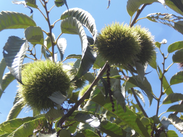 ��̉j���X �Ƃ��� ����~��~