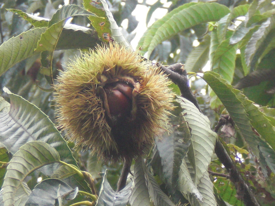 ��̉j���X �Ƃ��� ����~��~