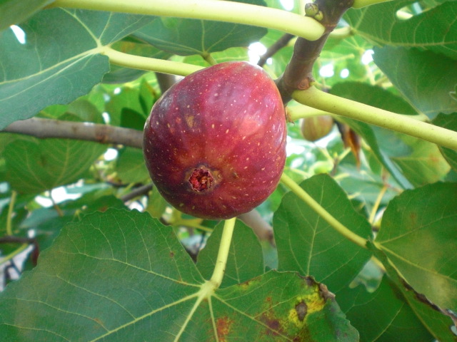 ��̉j���X �Ƃ��� ����~��~