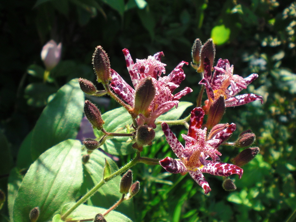 ��̉j���X �Ƃ��� ����~��~