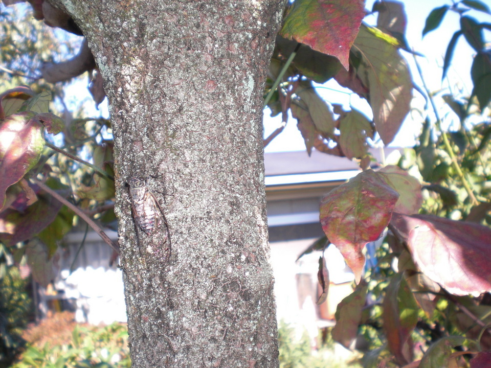 ��̉j���X �Ƃ��� ����~��~