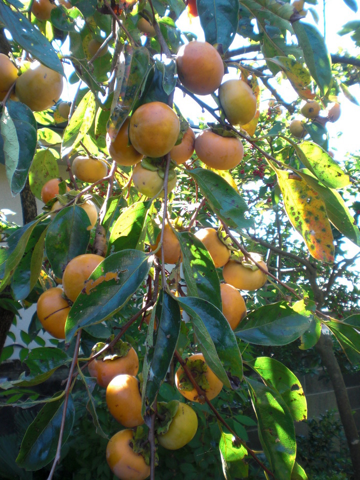 ��̉j���X �Ƃ��� ����~��~