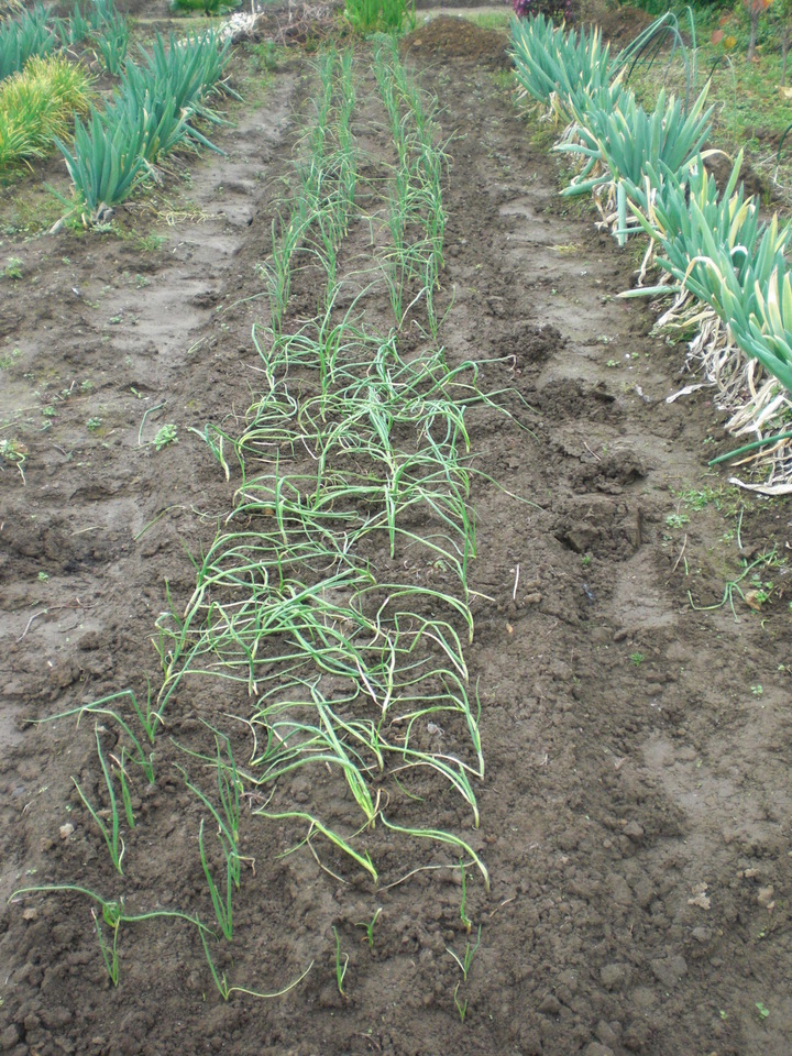 ��̉j���X �Ƃ��� ����~��~