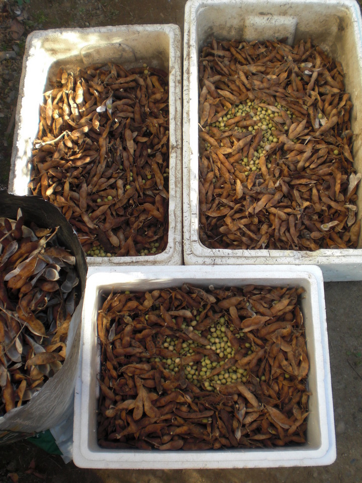 ��̉j���X �Ƃ��� ����~��~