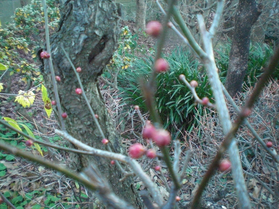 ��̉j���X �Ƃ��� ����~��~