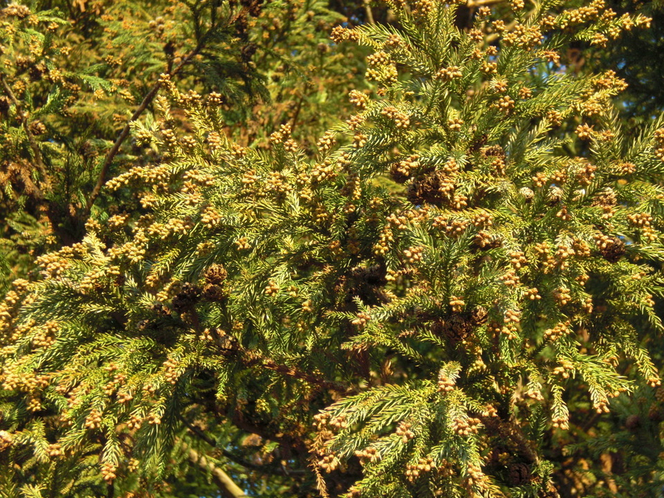 ��̉j���X �Ƃ��� ����~��~