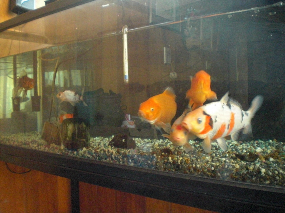 ��̉j���X �Ƃ��� ����~��~