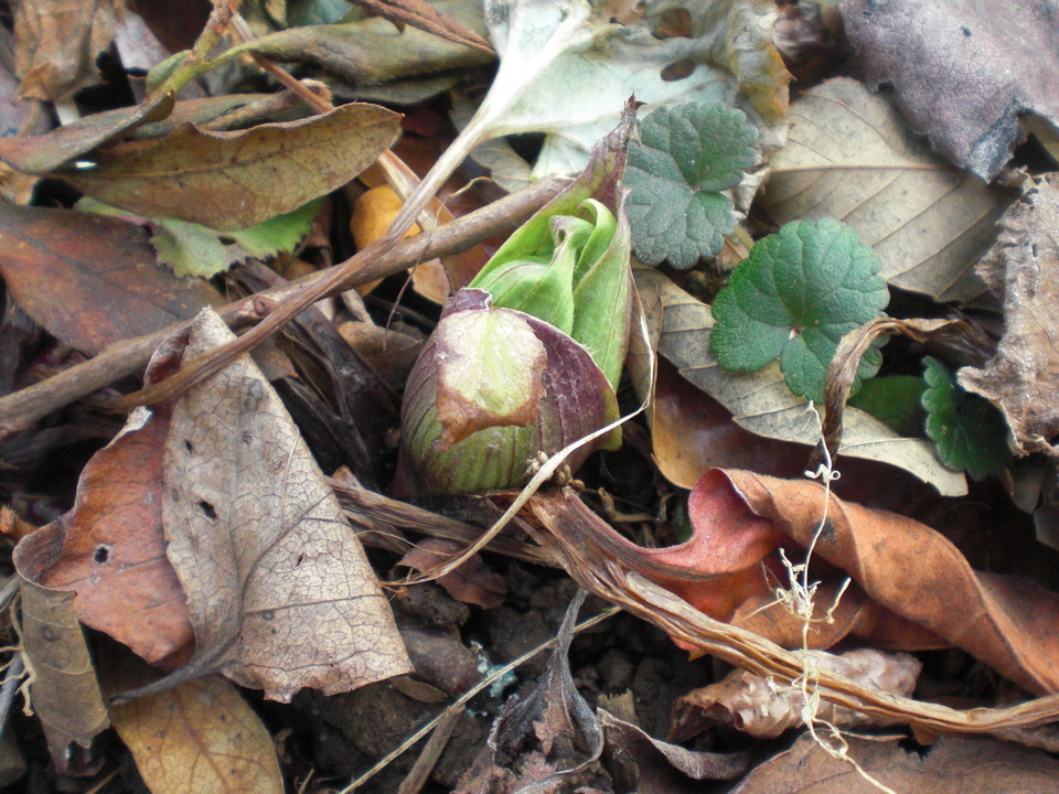 ��̉j���X �Ƃ��� ����~��~