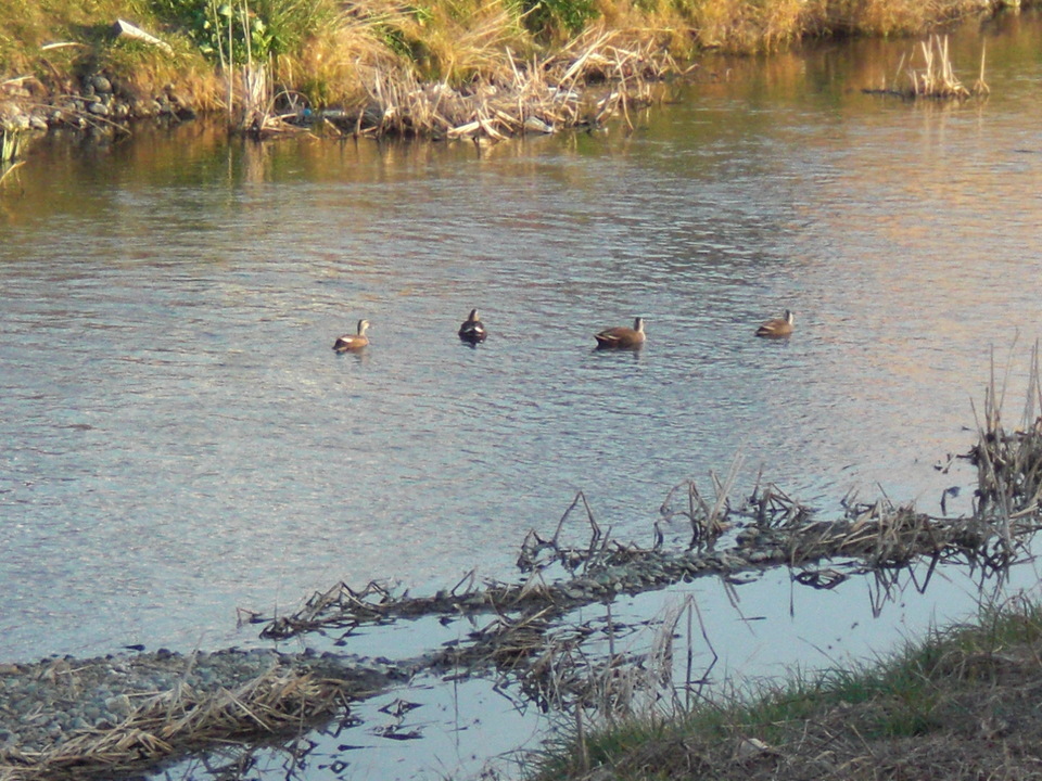 ��̉j���X �Ƃ��� ����~��~