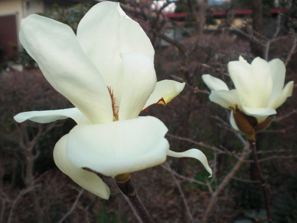 ��̉j���X �Ƃ��� ����~��~