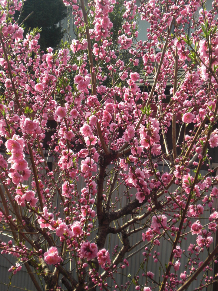 ��̉j���X �Ƃ��� ����~��~