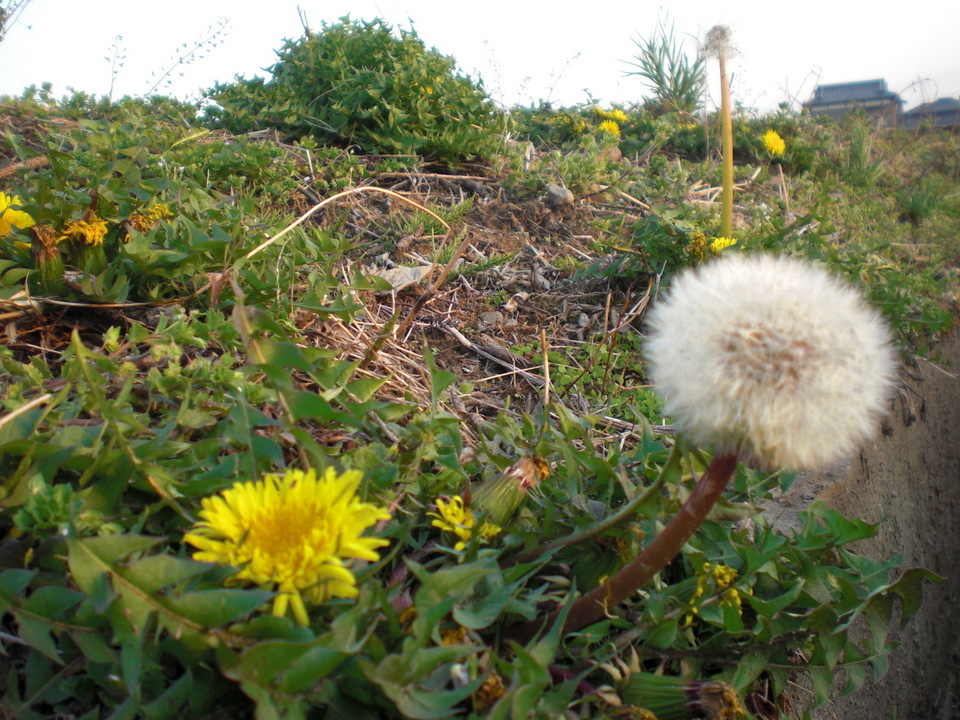 ��̉j���X �Ƃ��� ����~��~