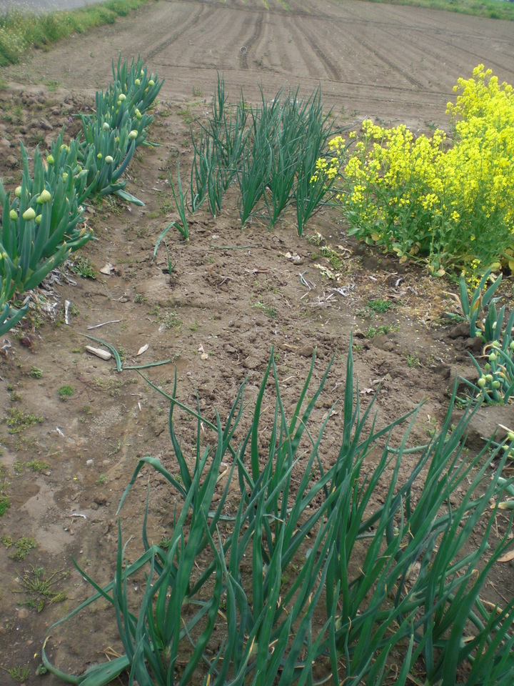 ��̉j���X �Ƃ��� ����~��~