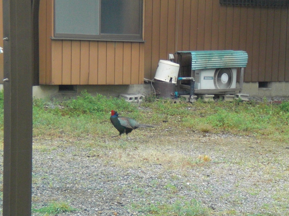 ��̉j���X �Ƃ��� ����~��~