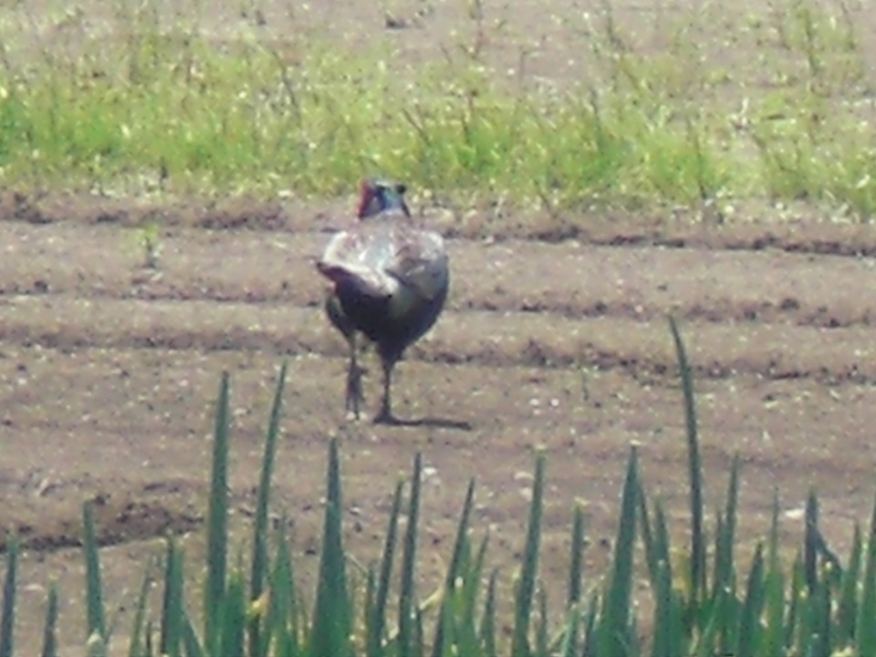 ��̉j���X �Ƃ��� ����~��~