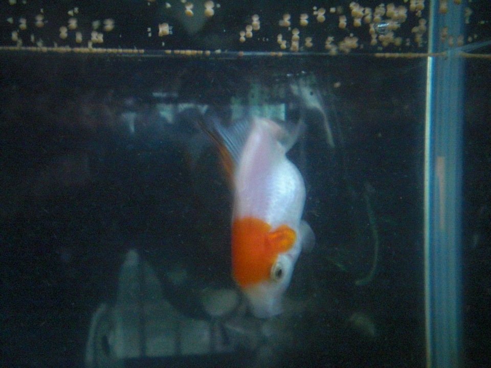 ��̉j���X �Ƃ��� ����~��~