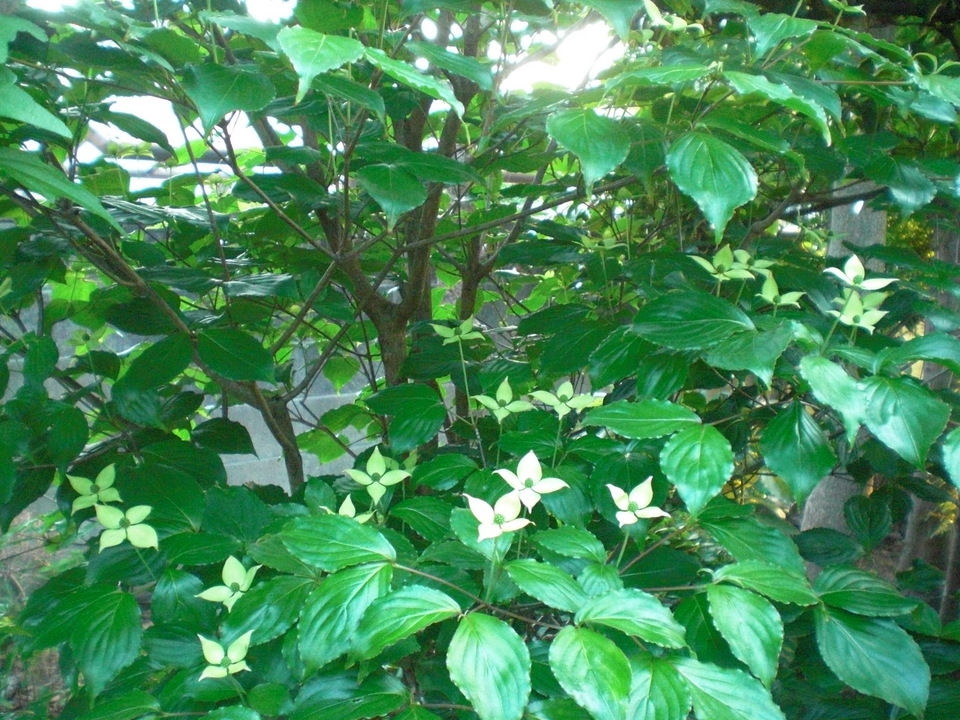 ��̉j���X �Ƃ��� ����~��~