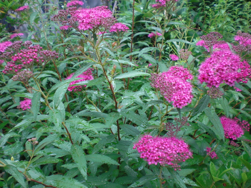 ��̉j���X �Ƃ��� ����~��~