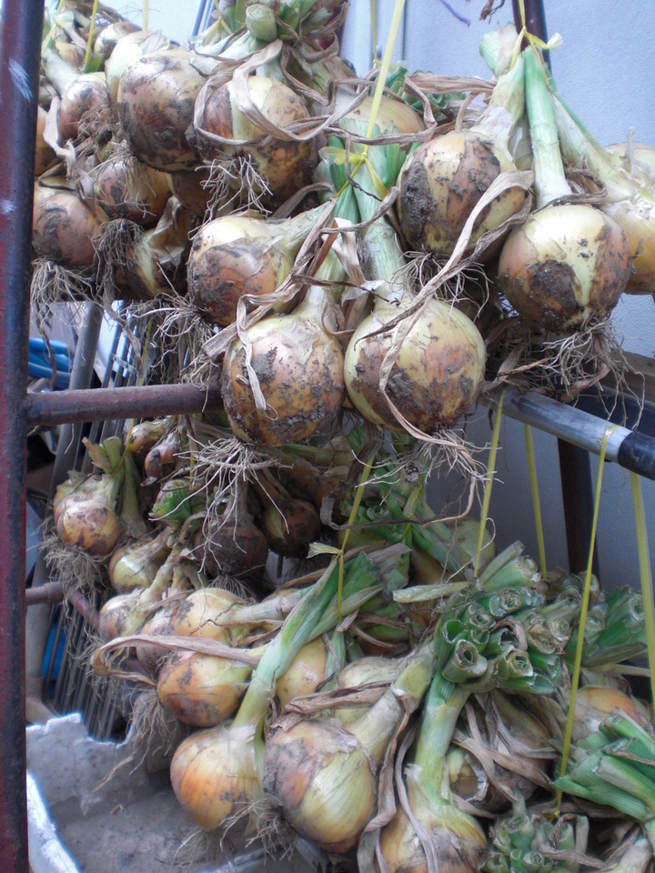 ��̉j���X �Ƃ��� ����~��~