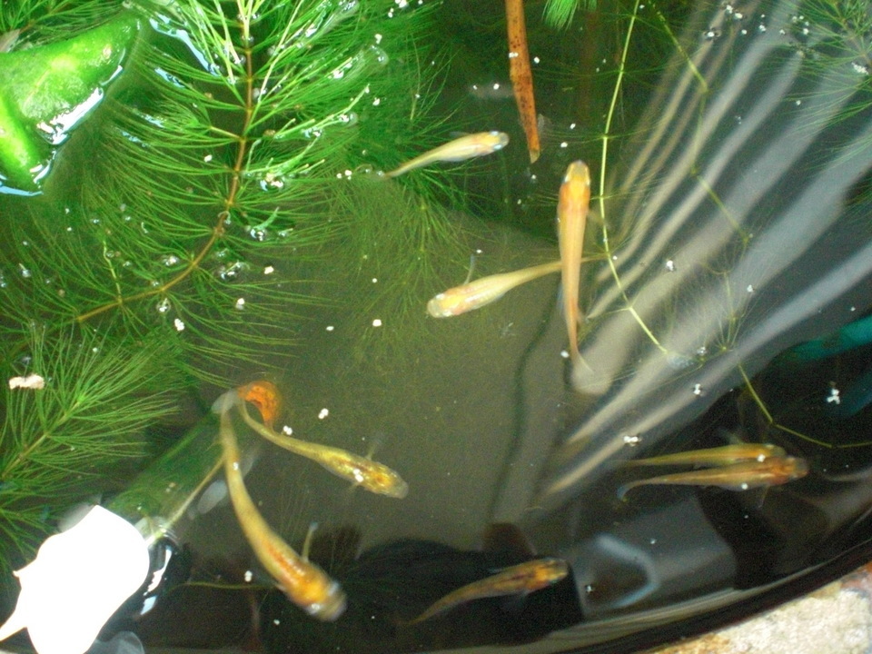 ��̉j���X �Ƃ��� ����~��~