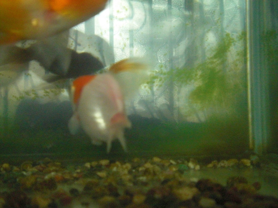 ��̉j���X �Ƃ��� ����~��~