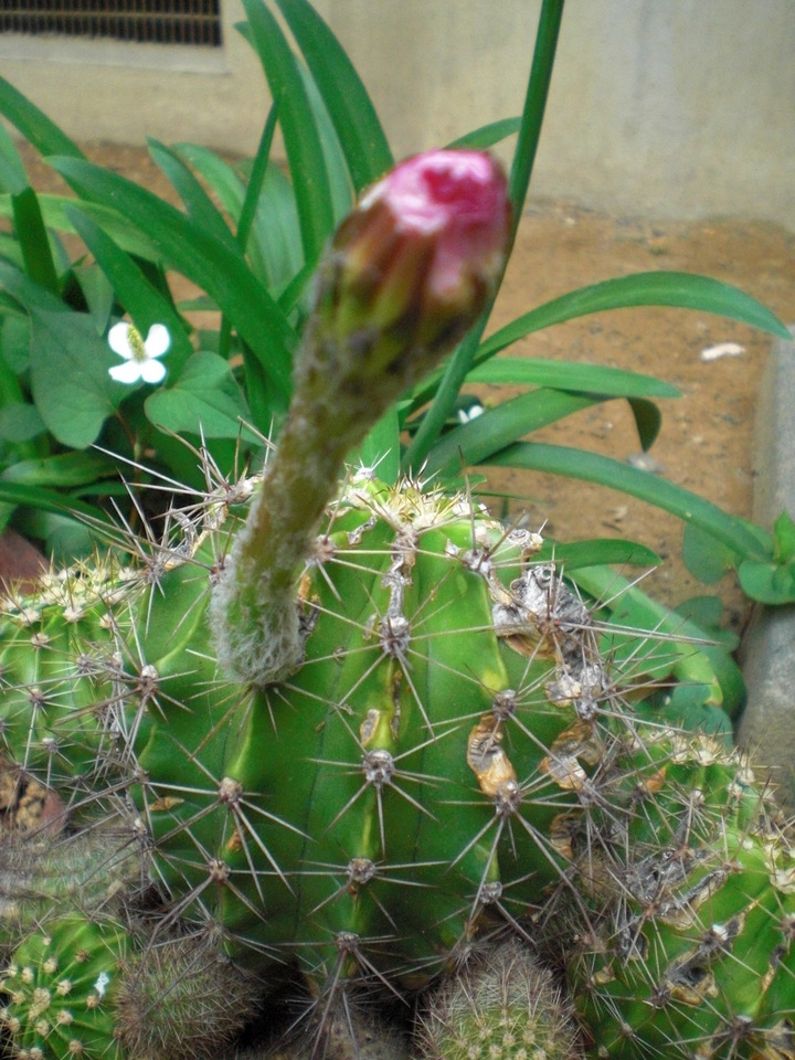 ��̉j���X �Ƃ��� ����~��~