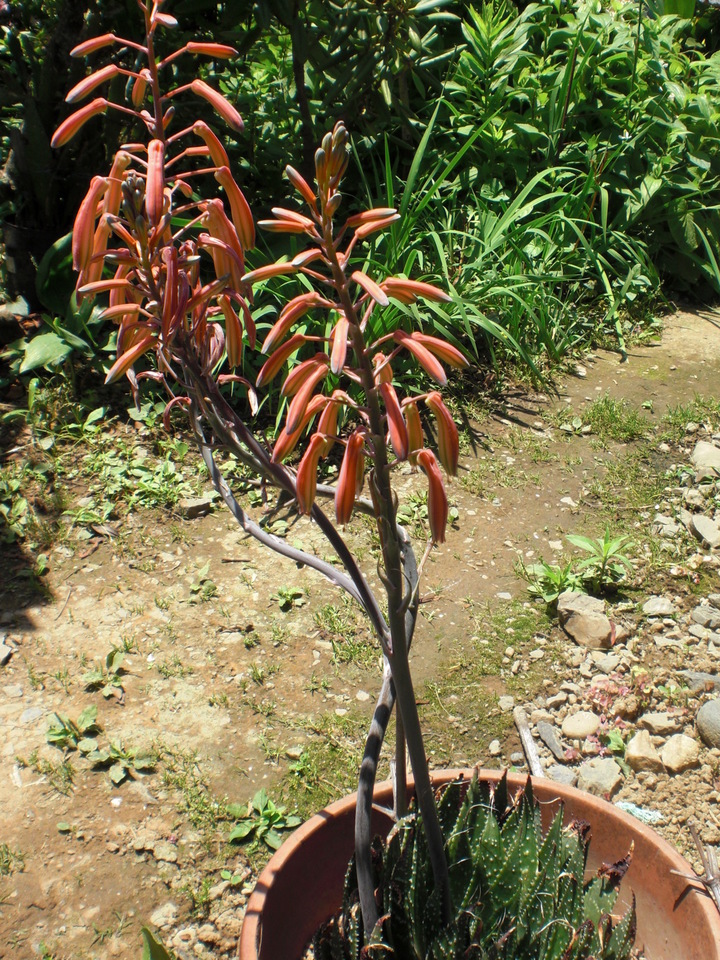 ��̉j���X �Ƃ��� ����~��~