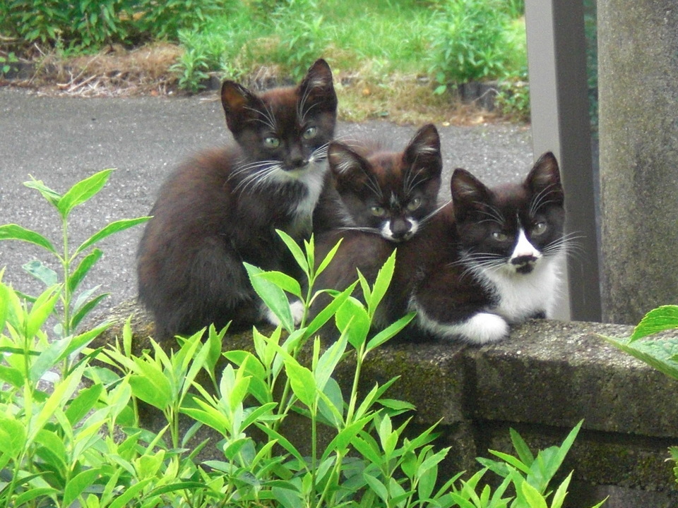 ��̉j���X �Ƃ��� ����~��~