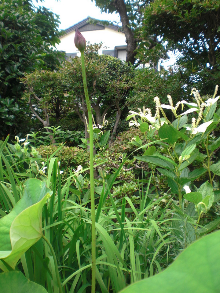 ��̉j���X �Ƃ��� ����~��~