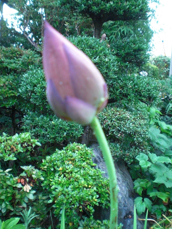 ��̉j���X �Ƃ��� ����~��~