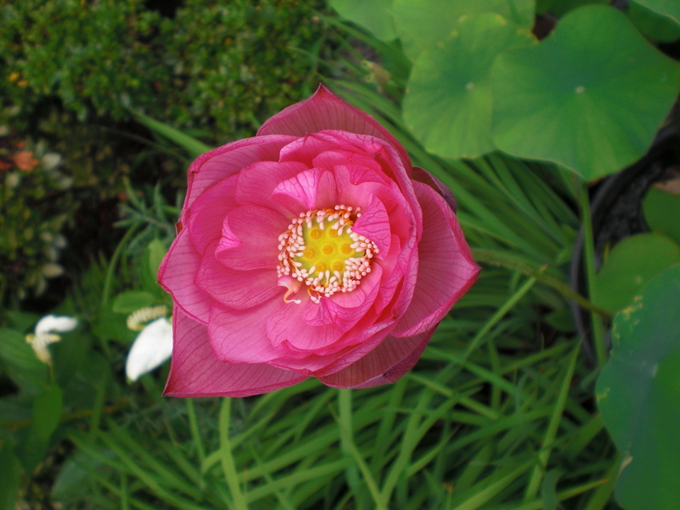 ��̉j���X �Ƃ��� ����~��~