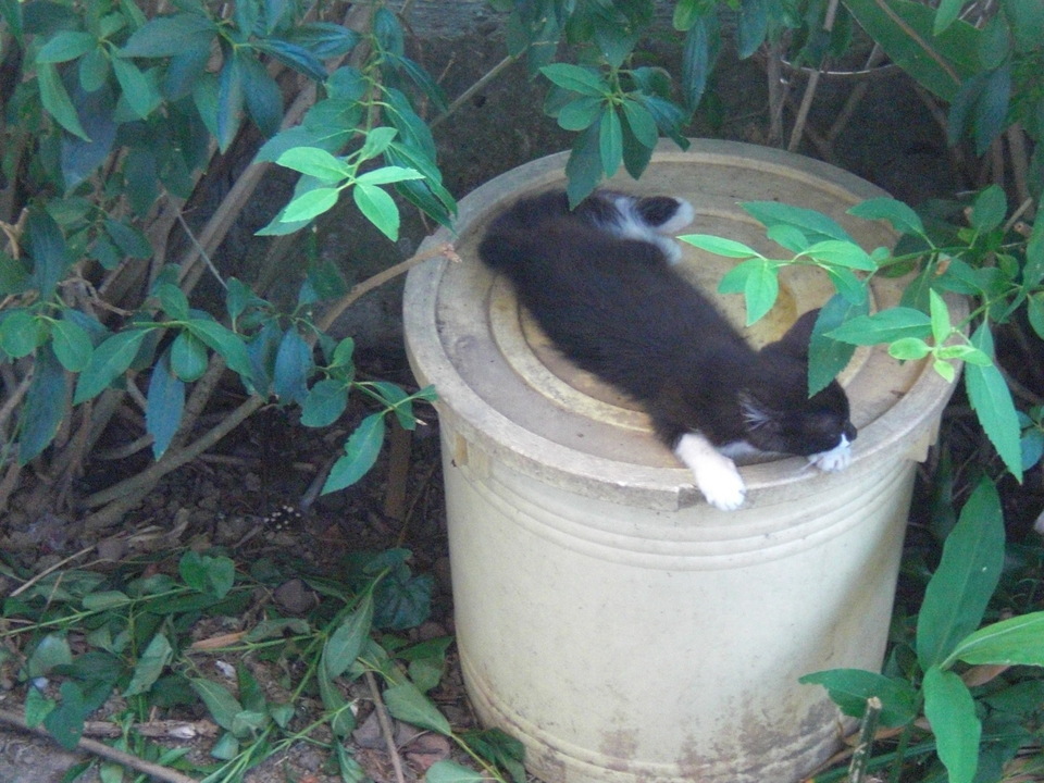 ��̉j���X �Ƃ��� ����~��~