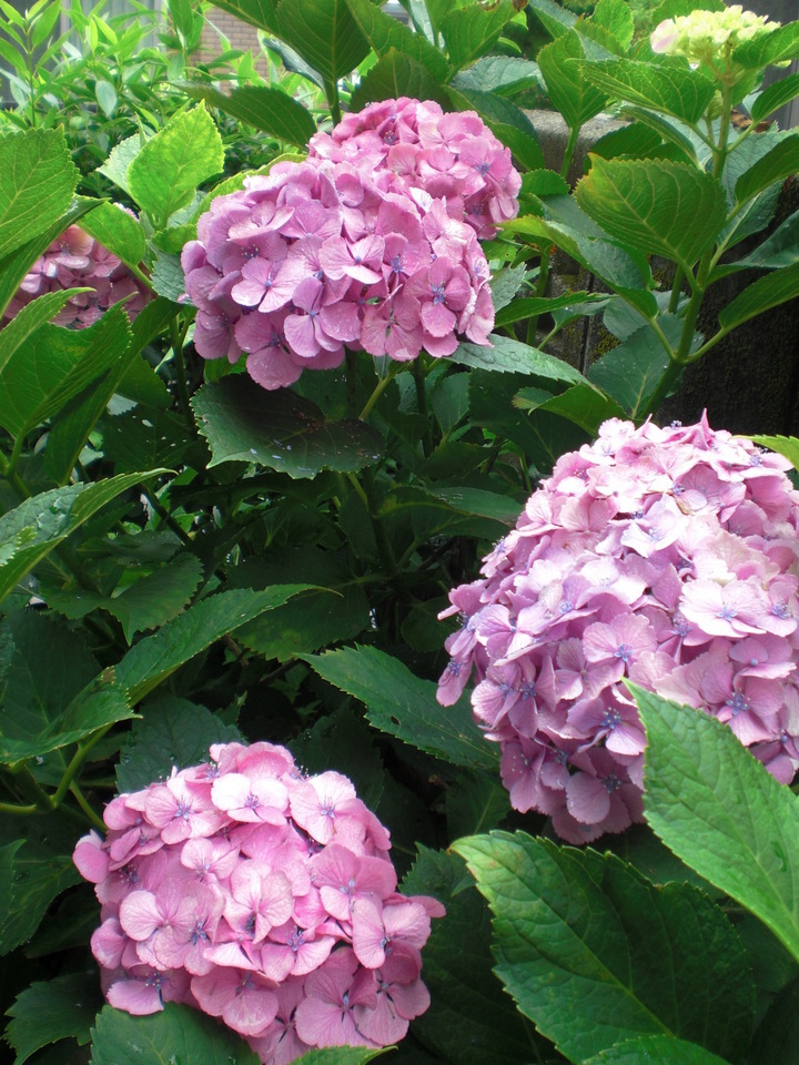 ��̉j���X �Ƃ��� ����~��~