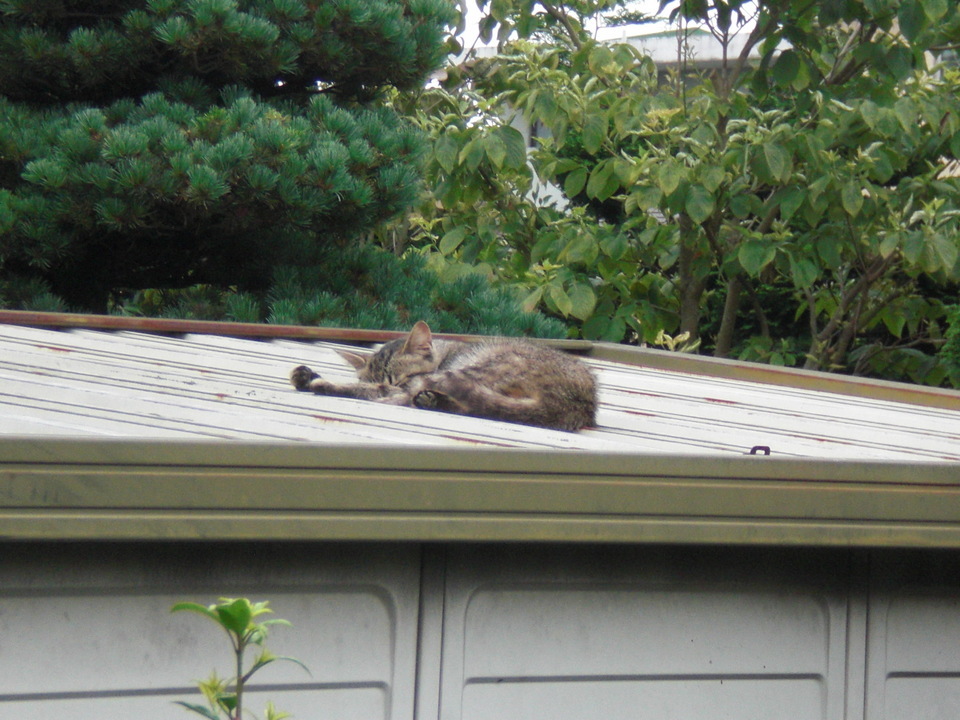 ��̉j���X �Ƃ��� ����~��~