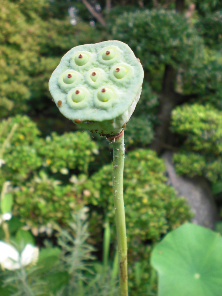 ��̉j���X �Ƃ��� ����~��~