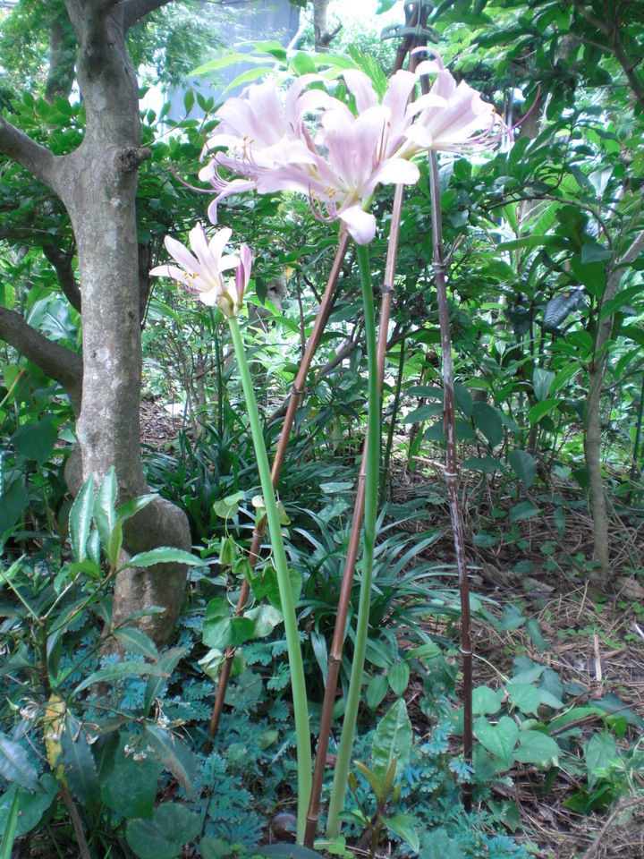 ��̉j���X �Ƃ��� ����~��~