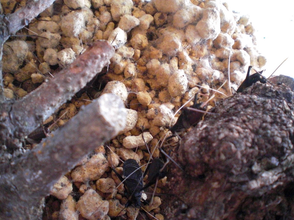 ��̉j���X �Ƃ��� ����~��~