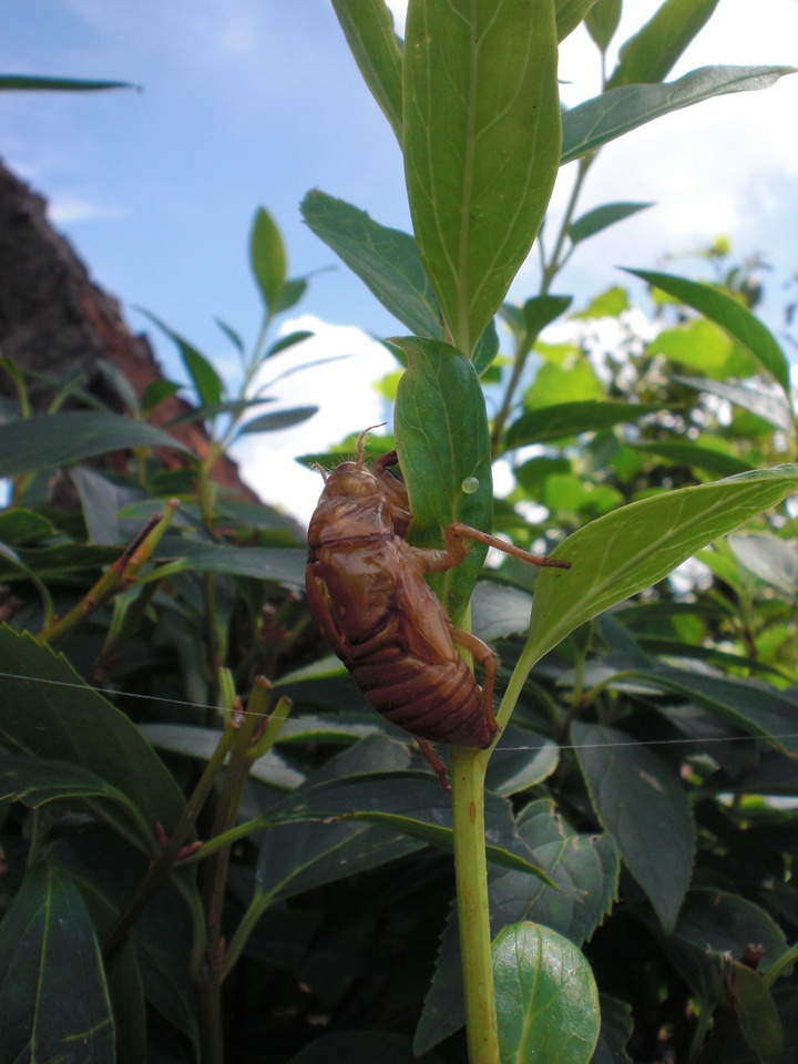 ��̉j���X �Ƃ��� ����~��~