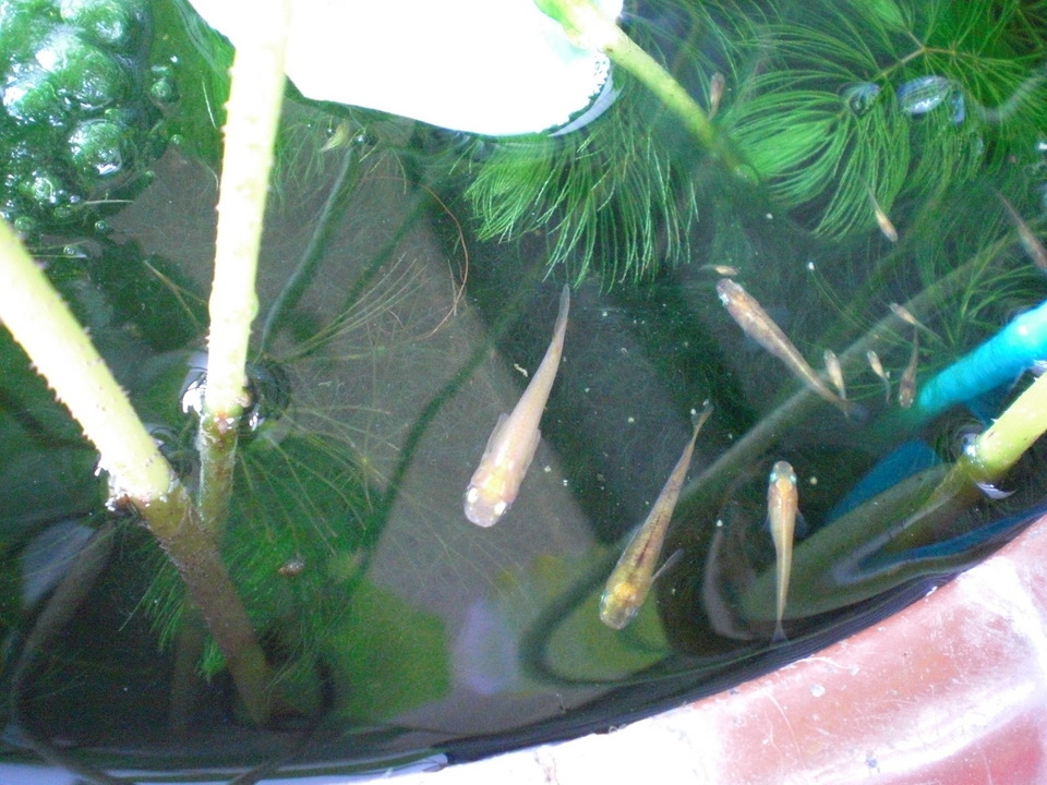 ��̉j���X �Ƃ��� ����~��~