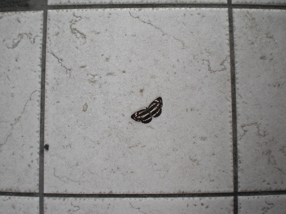 ��̉j���X �Ƃ��� ����~��~