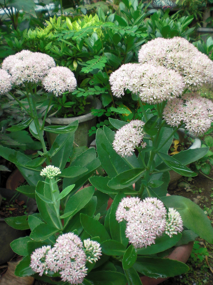 ��̉j���X �Ƃ��� ����~��~