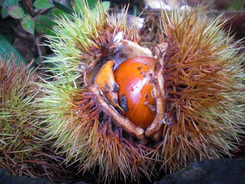 ��̉j���X �Ƃ��� ����~��~