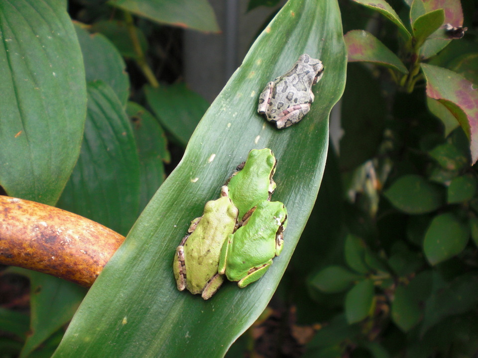 ��̉j���X �Ƃ��� ����~��~